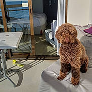 Vegas participe au concours pour gagner de l'argent avec cette photo : dog, curly_hair, brown_dog, lounge_chair, cushion, outdoor, sunlight, table, chair, sliding_glass_door, bedroom, bed, pillow, shadow, floor, wall, pet, animal, relaxing, home