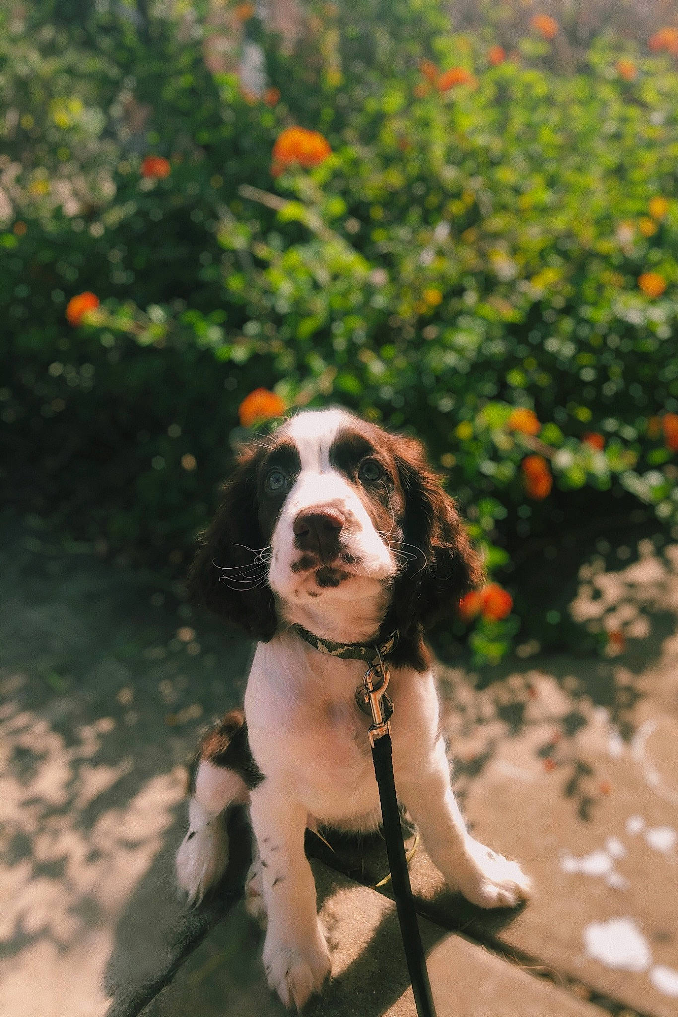 Griffin joined the competition — help win amazing prizes! canidae, carnivore, cavalier_king_charles_spaniel, cocker_spaniel, companion_dog, dog, dog_breed, drentse_patrijshond, english_cocker_spaniel, english_springer_spaniel, fawn, french_spaniel, king_charles_spaniel, mammal, plant, rare_breed_dog, spaniel, sporting_group, vertebrate, welsh_springer_spaniel