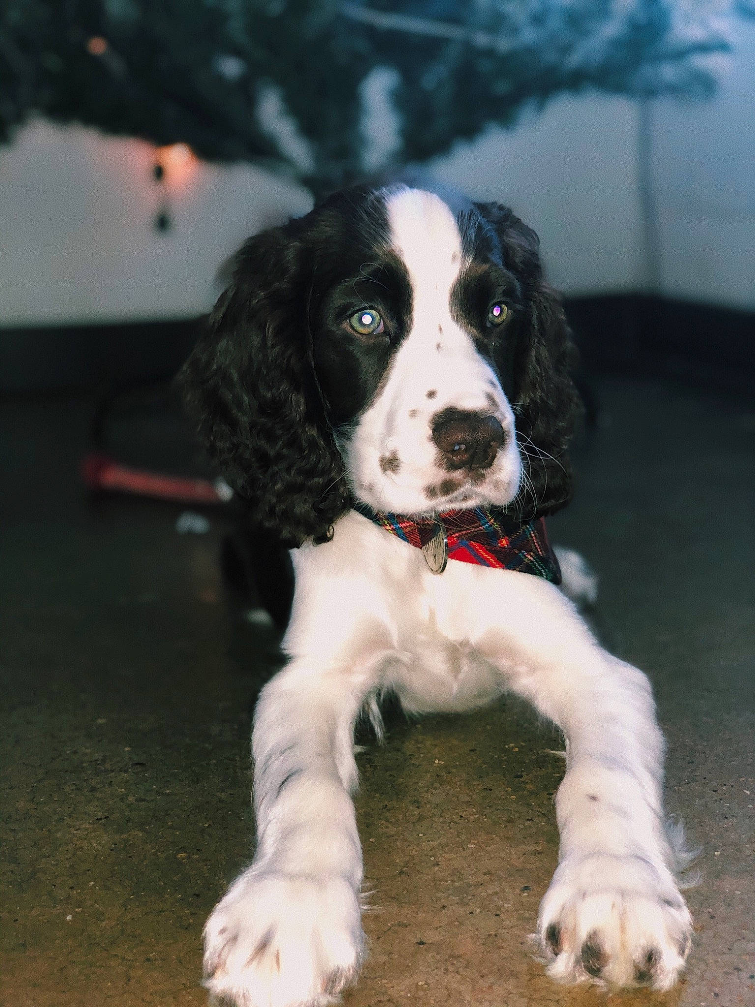 Griffin joined the competition — help win amazing prizes! canidae, carnivore, cocker_spaniel, companion_dog, dog, dog_breed, drentse_patrijshond, english_cocker_spaniel, english_springer_spaniel, field_spaniel, french_spaniel, mammal, rare_breed_dog, russian_spaniel, setter, small_munsterlander, snout, spaniel, sporting_group, vertebrate