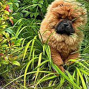 Sasha joined the competition — help win amazing prizes! animal, brown_fur, bushes, calm, canine, chow_chow, closeup, cute, dog, fluffy, fur, garden, greenery, leaves, nature, outdoor, pet, plants, portrait, resting