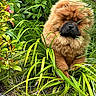 animal, brown_fur, bushes, calm, canine, chow_chow, closeup, cute, dog, fluffy, fur, garden, greenery, leaves, nature, outdoor, pet, plants, portrait, resting