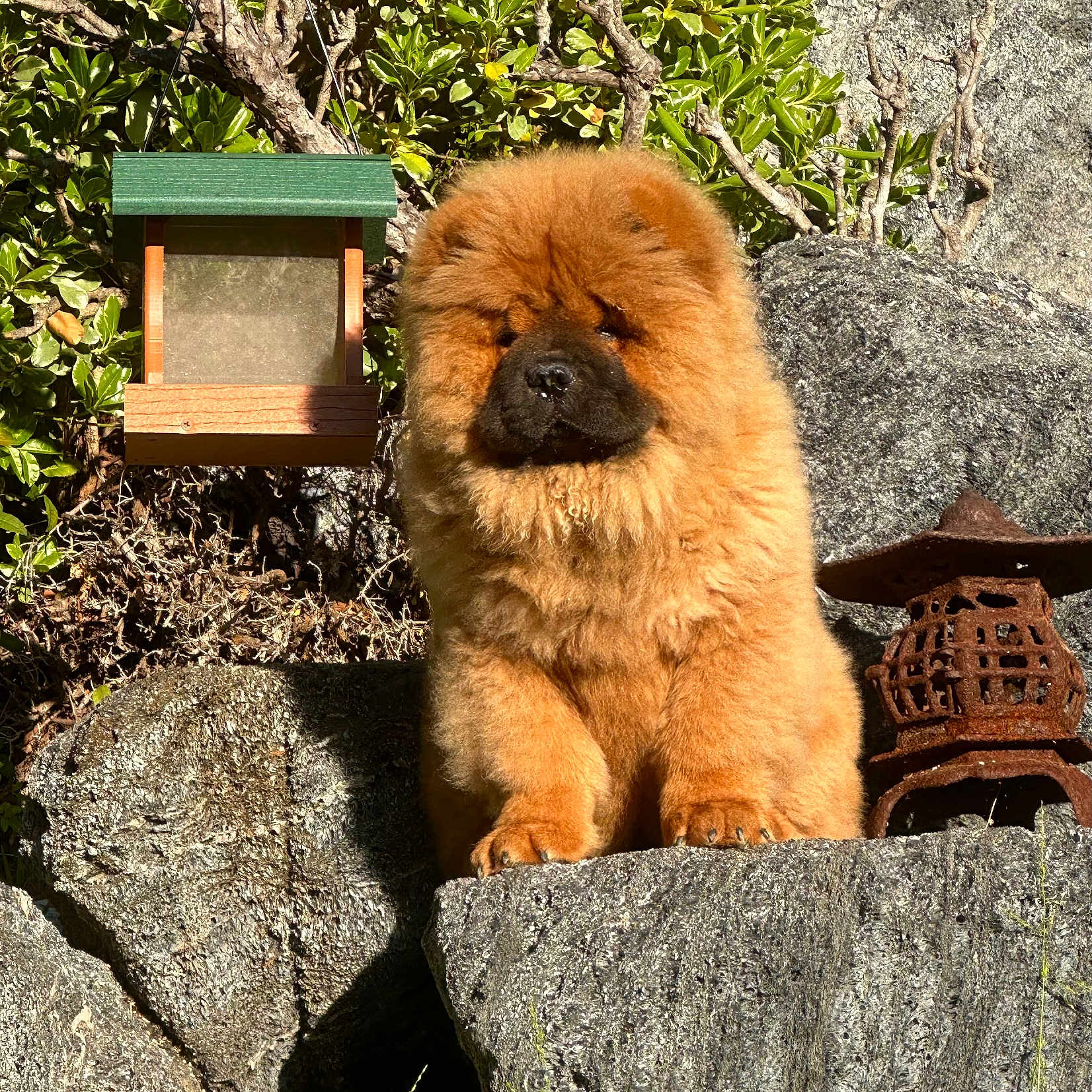 Sasha is registered to the contest to win money with this photo: animal, canine, chow_chow, cute, daylight, dog, fluffy, fur, garden, greenery, nature, outdoor, pet, plant, portrait, puppy, rock, rustic, stone, sunlight