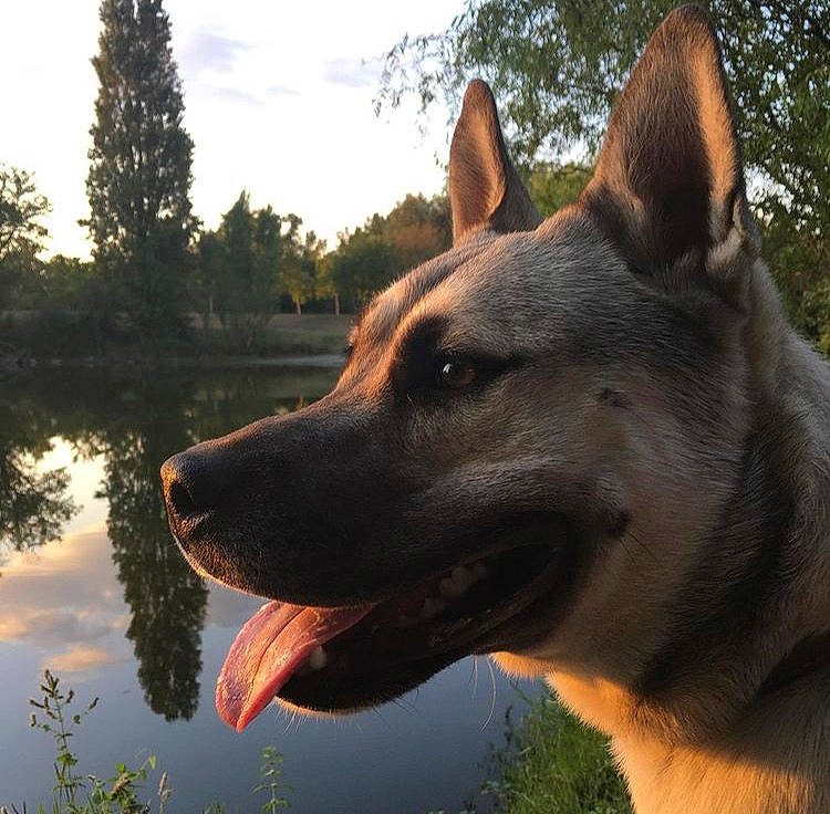 Narcos a rejoint le concours — aidez-le/la à gagner de superbes lots ! canidae, carnivore, cloud, dog, dog_breed, fawn, grass, happy, lake, natural_landscape, plant, sky, snout, sporting_group, terrestrial_animal, tree, water, wildlife, working_animal, working_dog