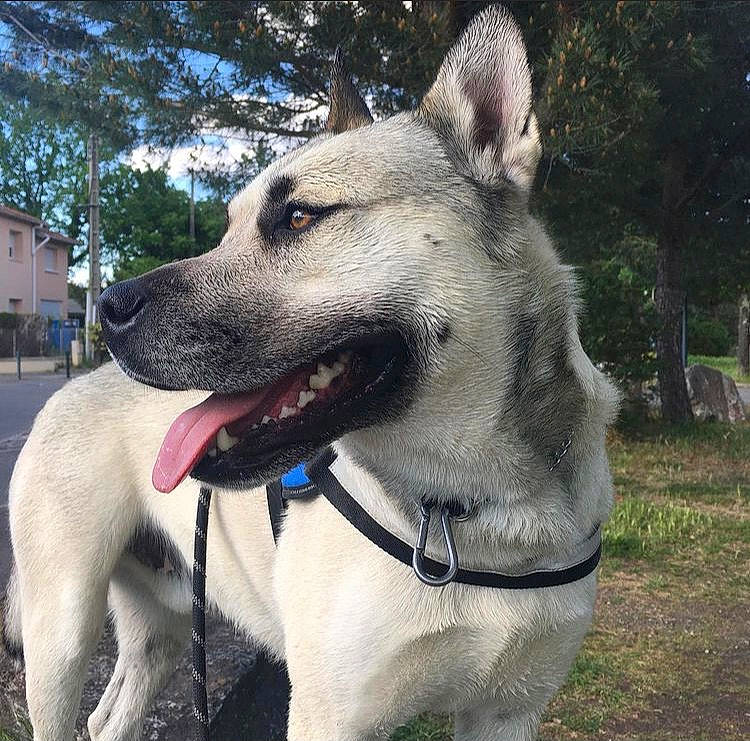 Narcos a rejoint le concours — aidez-le/la à gagner de superbes lots ! canidae, carnivore, collar, companion_dog, dog, dog_breed, dog_collar, dog_supply, fawn, giant_dog_breed, grass, jaw, pet_supply, plant, snout, sporting_group, tree, whiskers, window, working_animal