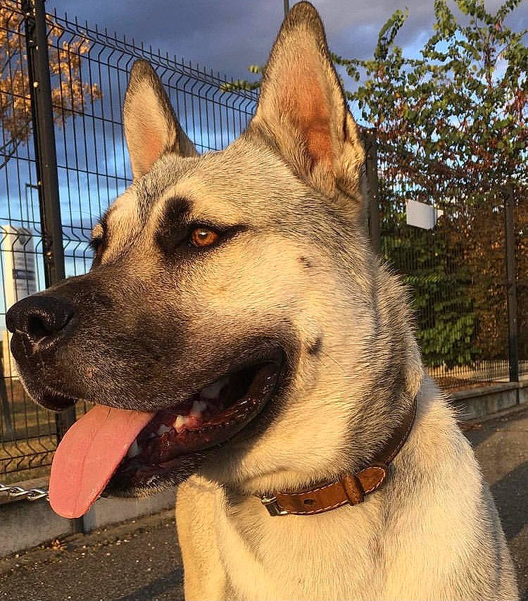 Narcos participe au concours pour gagner de l'argent avec cette photo : canidae, carnivore, cloud, collar, companion_dog, dog, dog_breed, dog_collar, fawn, fence, fur, herding_dog, jaw, pet_supply, sky, snout, sporting_group, tree, whiskers, working_animal