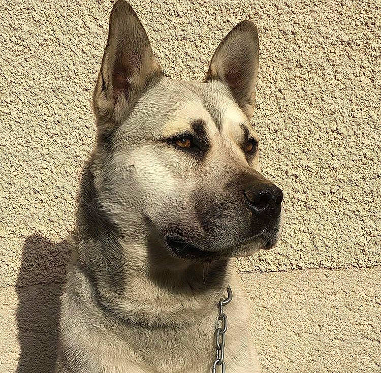 Narcos participe au concours pour gagner de l'argent avec cette photo : art, canidae, carnivore, collar, companion_dog, dog, dog_breed, fawn, flooring, foot, fur, jaw, monochrome_photography, pet_supply, snout, sporting_group, terrestrial_animal, whiskers, working_animal, working_dog