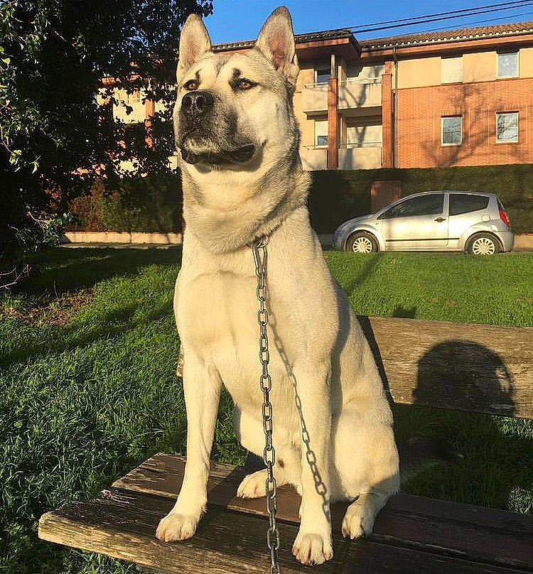 Narcos a rejoint le concours — aidez-le/la à gagner de superbes lots ! car, carnivore, collar, companion_dog, dog, dog_breed, dog_collar, fawn, grass, pet_supply, plant, sky, snout, tail, tire, tree, vehicle, wheel, window, working_animal