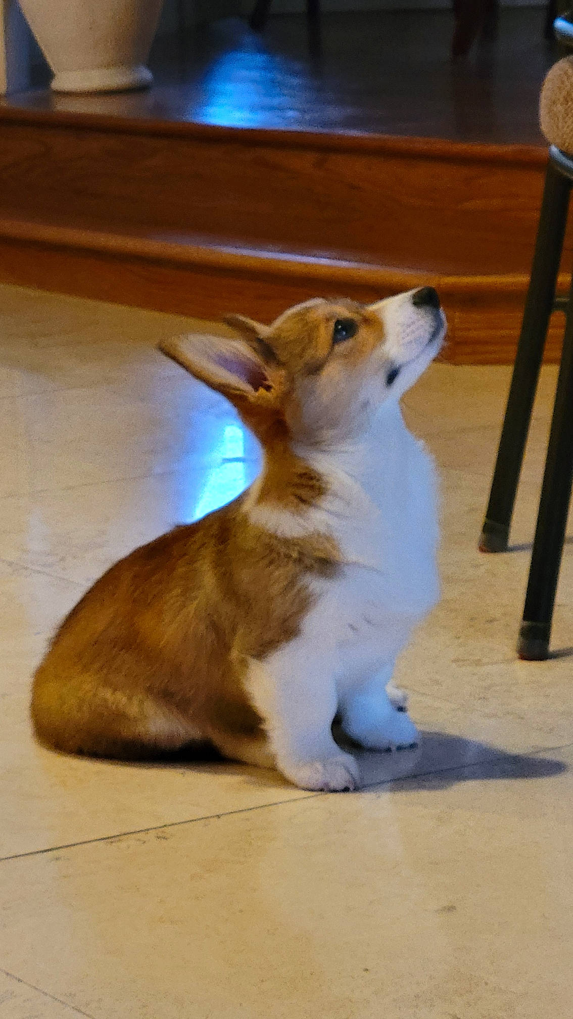 Taffy is registered to the contest to win money with this photo: cardigan_welsh_corgi, carnivore, companion_dog, dog, dog_breed, fawn, felidae, flooring, fur, hardwood, herding_dog, paw, small_to_medium_sized_cats, snout, sporting_group, tail, terrestrial_animal, whiskers, wood, wood_stain
