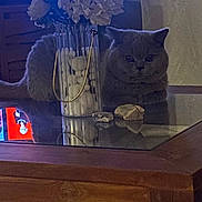 Oscar a rejoint le concours — aidez-le/la à gagner de superbes lots ! cat, gray_cat, flower_vase, white_flowers, glass_table, reflection, living_room, television, decor, wooden_table, indoor, cozy, pet, feline, furniture, stone_decor, relaxing, home, animal, carpet