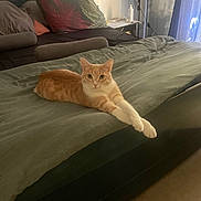 Rubio participe au concours pour gagner de l'argent avec cette photo : bed, bedroom, blanket, cat, cozy, curtain, decor, floor, furniture, human_photo, indoor, light, orange_cat, pet, photograph, pillow, relaxed, stretching, table, white_cat