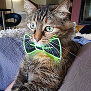Laska a rejoint le concours — aidez-le/la à gagner de superbes lots ! blanket, bow_tie, cat, close_up, cute, domestic_animal, feline, fur, furniture, glowing, green, hand, indoor, living_room, neon, pet, portrait, relaxed, tabby, whiskers