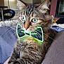blanket, bow_tie, cat, close_up, cute, domestic_animal, feline, fur, furniture, glowing, green, hand, indoor, living_room, neon, pet, portrait, relaxed, tabby, whiskers