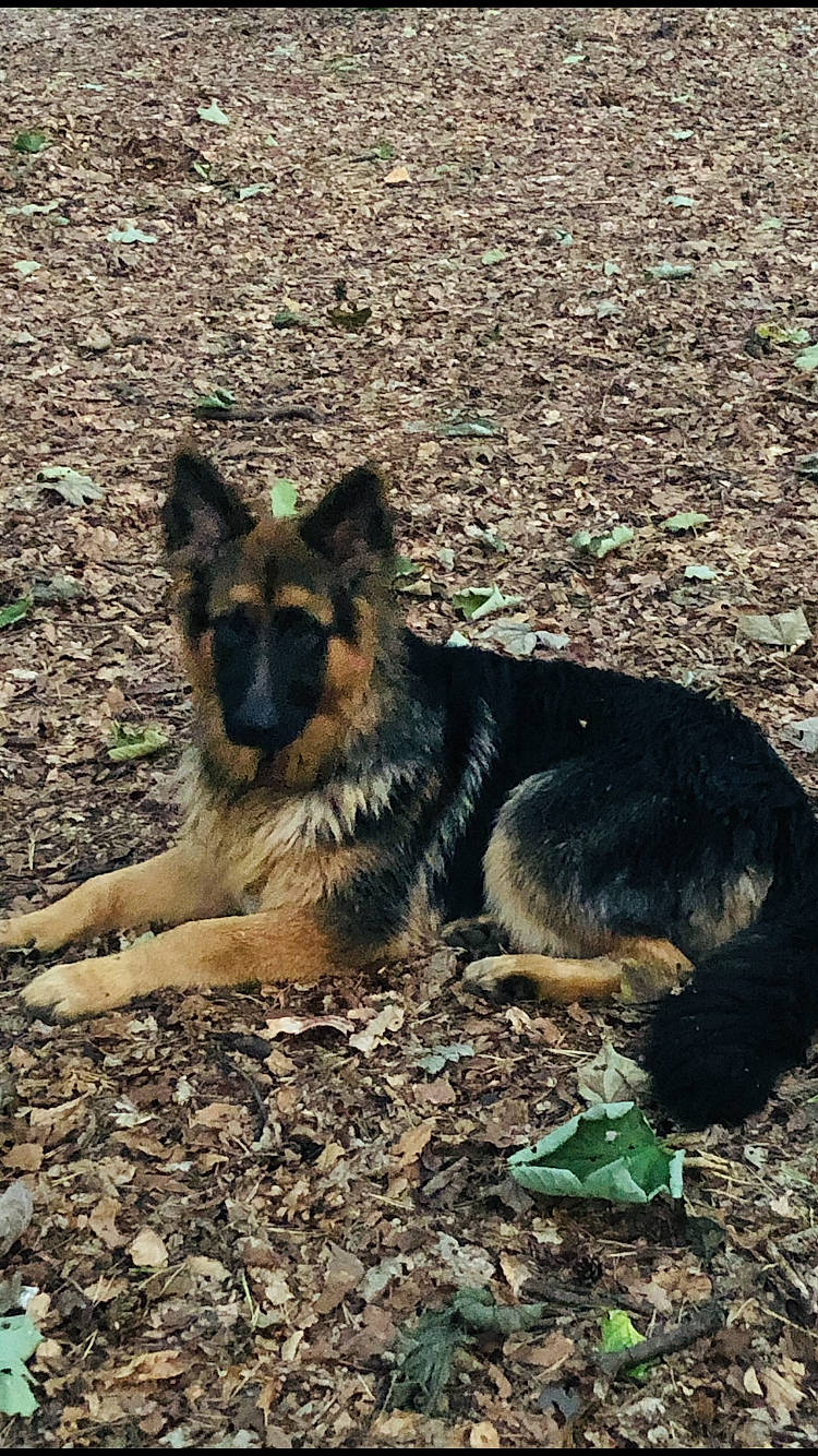 Milo joined the competition — help win amazing prizes! canidae, carnivore, companion_dog, dog, dog_breed, east_european_shepherd, fawn, german_shepherd_dog, herding_dog, king_shepherd, old_german_shepherd_dog, soil, sporting_group, terrestrial_animal, tervuren, working_animal, working_dog