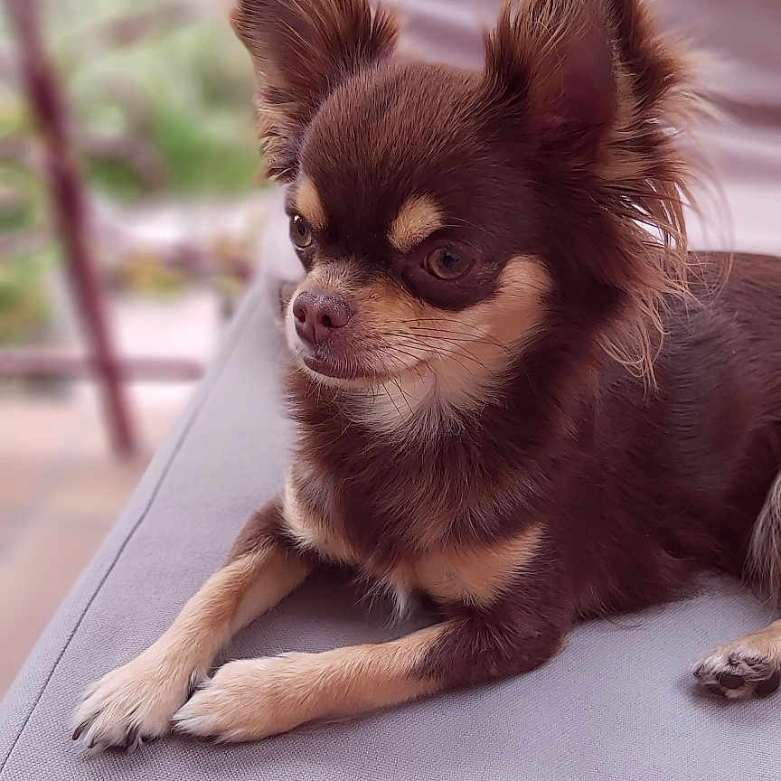 Paloma participe au concours pour gagner de l'argent avec cette photo : animal, brown_dog, calm, chair, chihuahua, companion, cushion, cute, dog, ears, fur, outdoor, paw, pet, portrait, relaxed, side_view, small_dog, snout, tan_markings