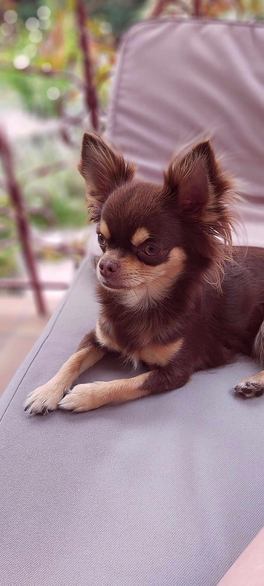 Paloma