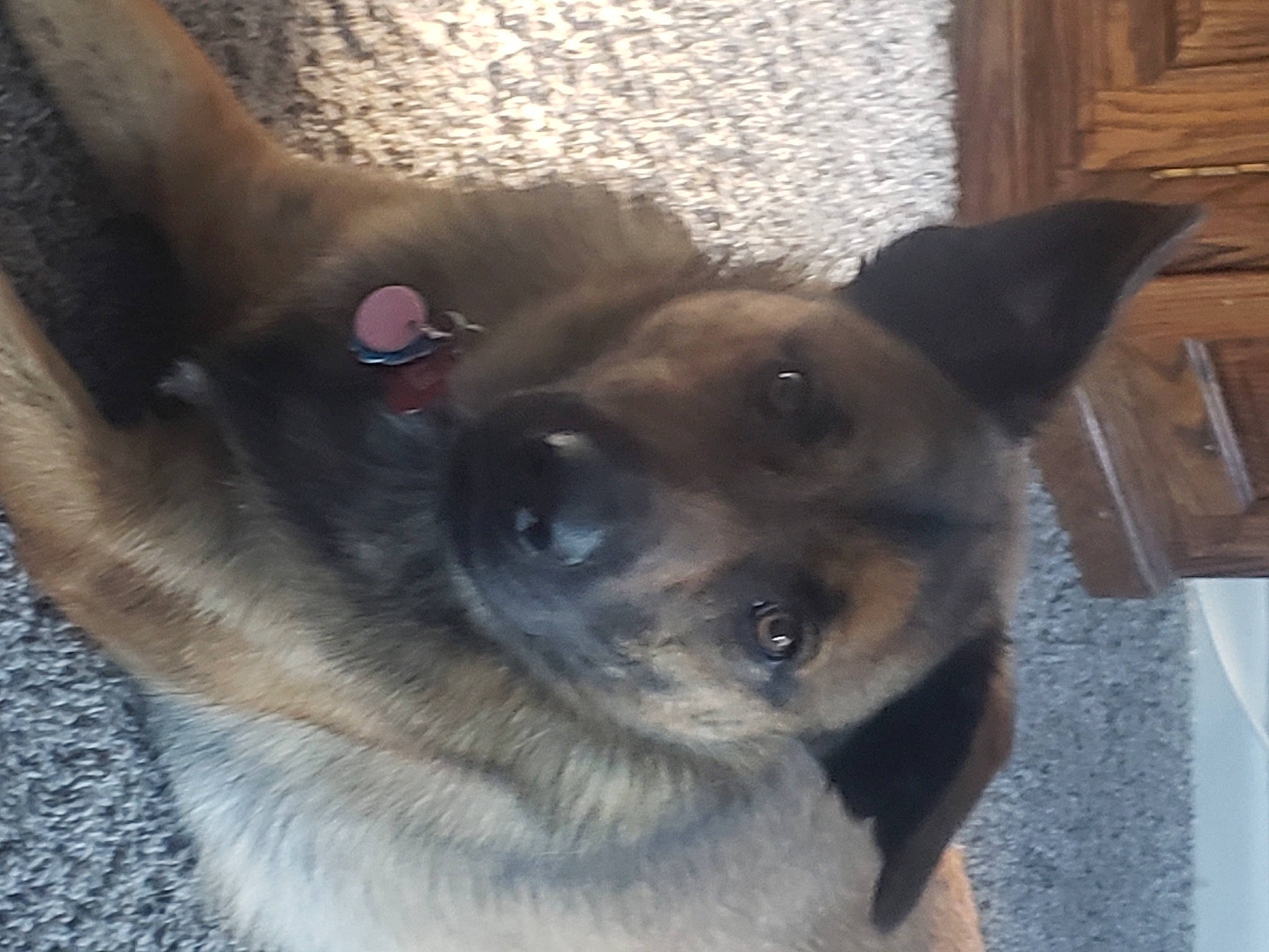 Bear joined the competition — help win amazing prizes! canidae, carnivore, collar, companion_dog, dog, dog_breed, dog_supply, ear, eye, fawn, fur, german_shepherd_dog, herding_dog, jaw, pet_supply, snout, sporting_group, whiskers, wood, working_animal