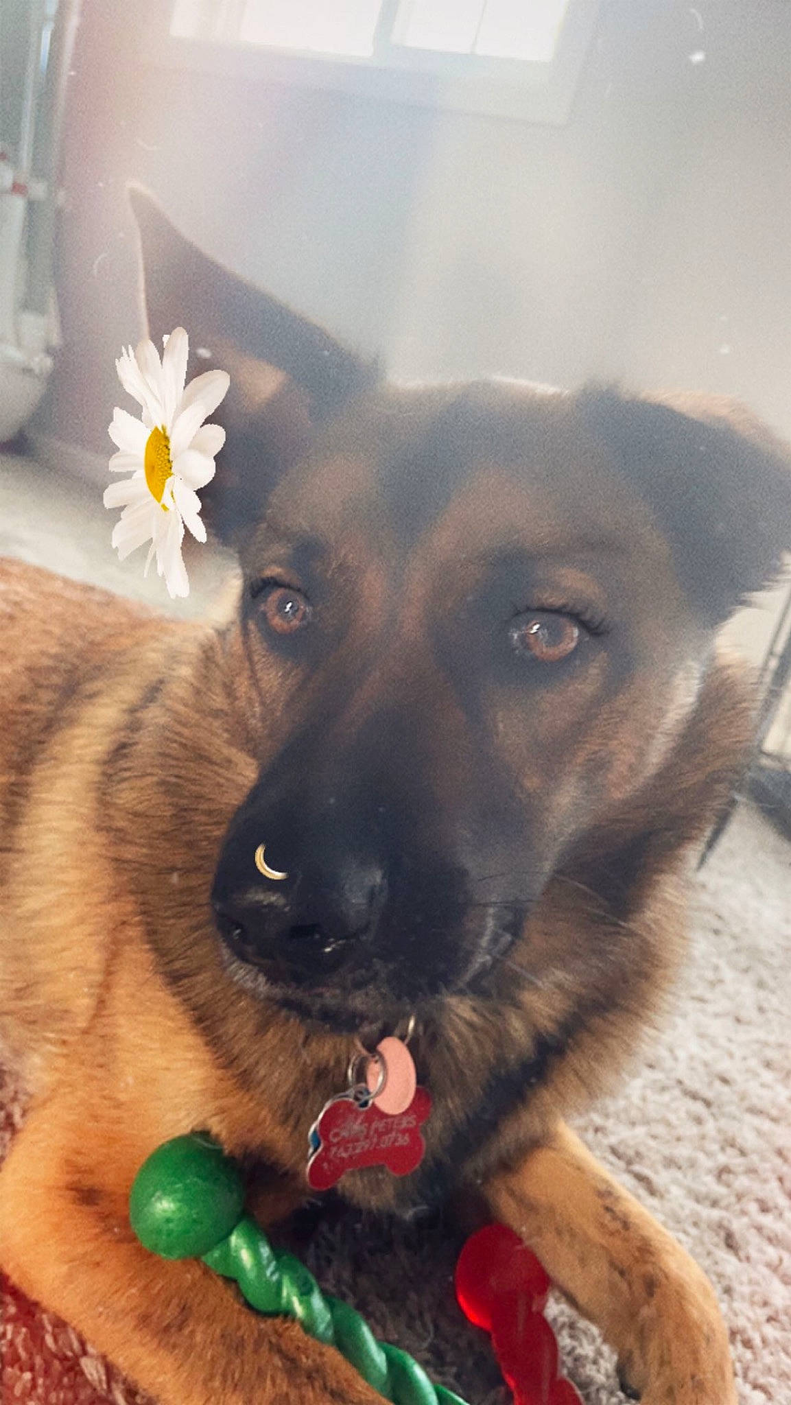 Bear joined the competition — help win amazing prizes! canidae, carnivore, collar, companion_dog, dog, dog_breed, dog_collar, dog_supply, fawn, flower, fur, guard_dog, happy, paw, petal, plant, snout, sporting_group, whiskers, working_animal