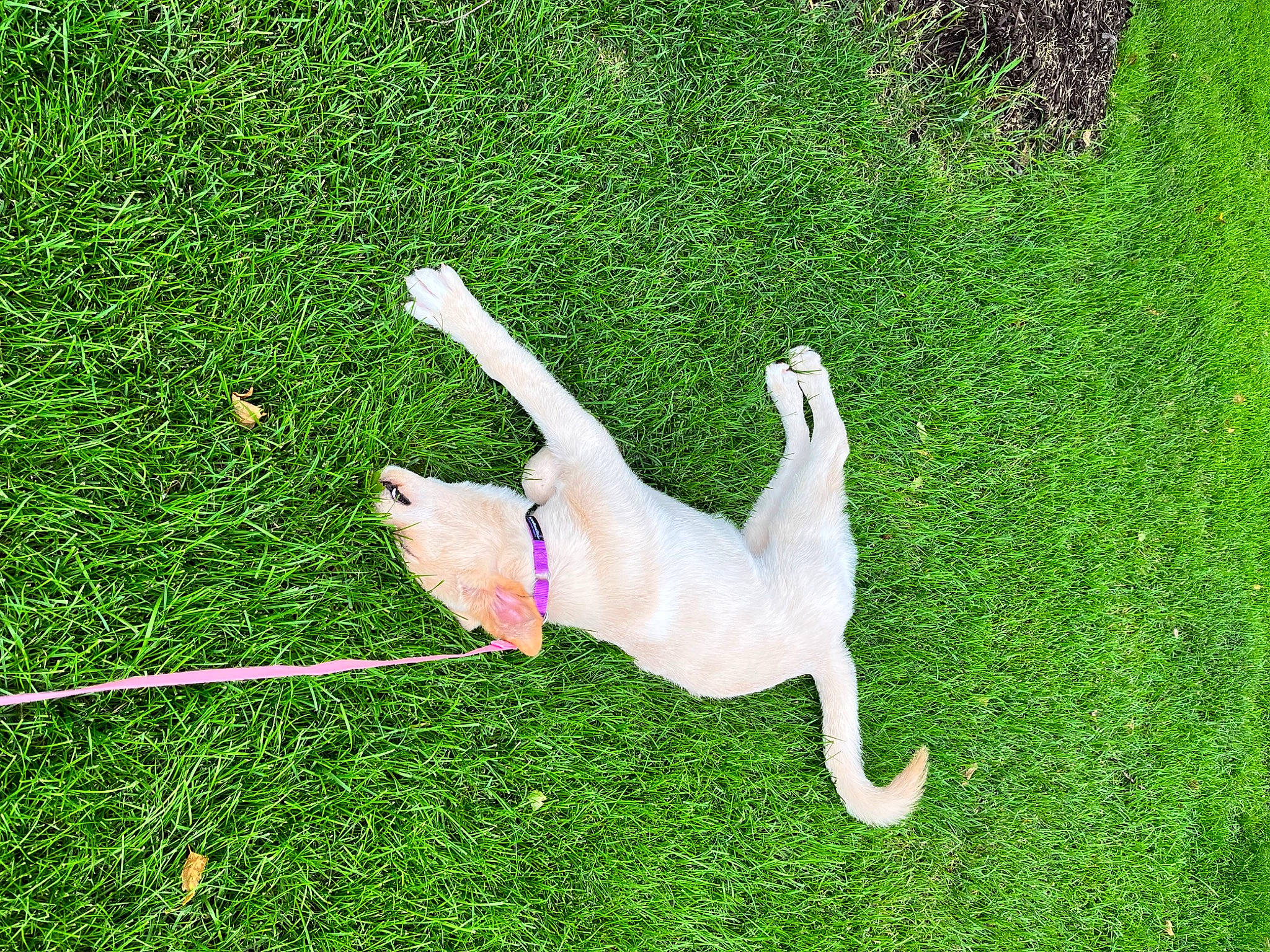 Howie is registered to the contest to win money with this photo: artificial_turf, balance, canidae, carnivore, companion_dog, dog, dog_breed, fawn, felidae, grass, grassland, groundcover, lawn, non_sporting_group, pasture, people_in_nature, plant, sporting_group, tail, tree