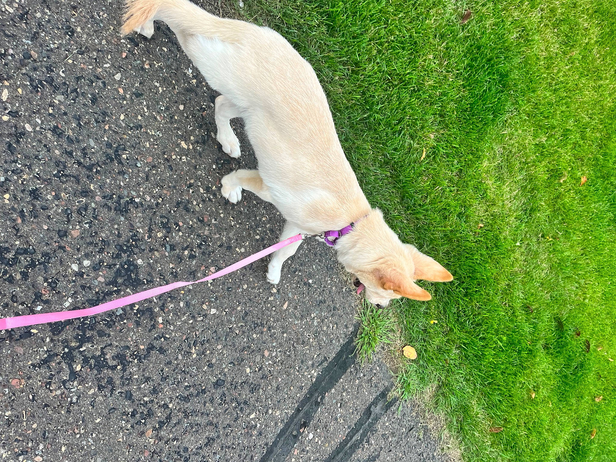 Howie joined the competition — help win amazing prizes! asphalt, canidae, carnivore, collar, companion_dog, dog, dog_breed, fawn, foot, grass, leash, paw, plant, road_surface, shadow, soil, sporting_group, tail, terrestrial_animal, toy
