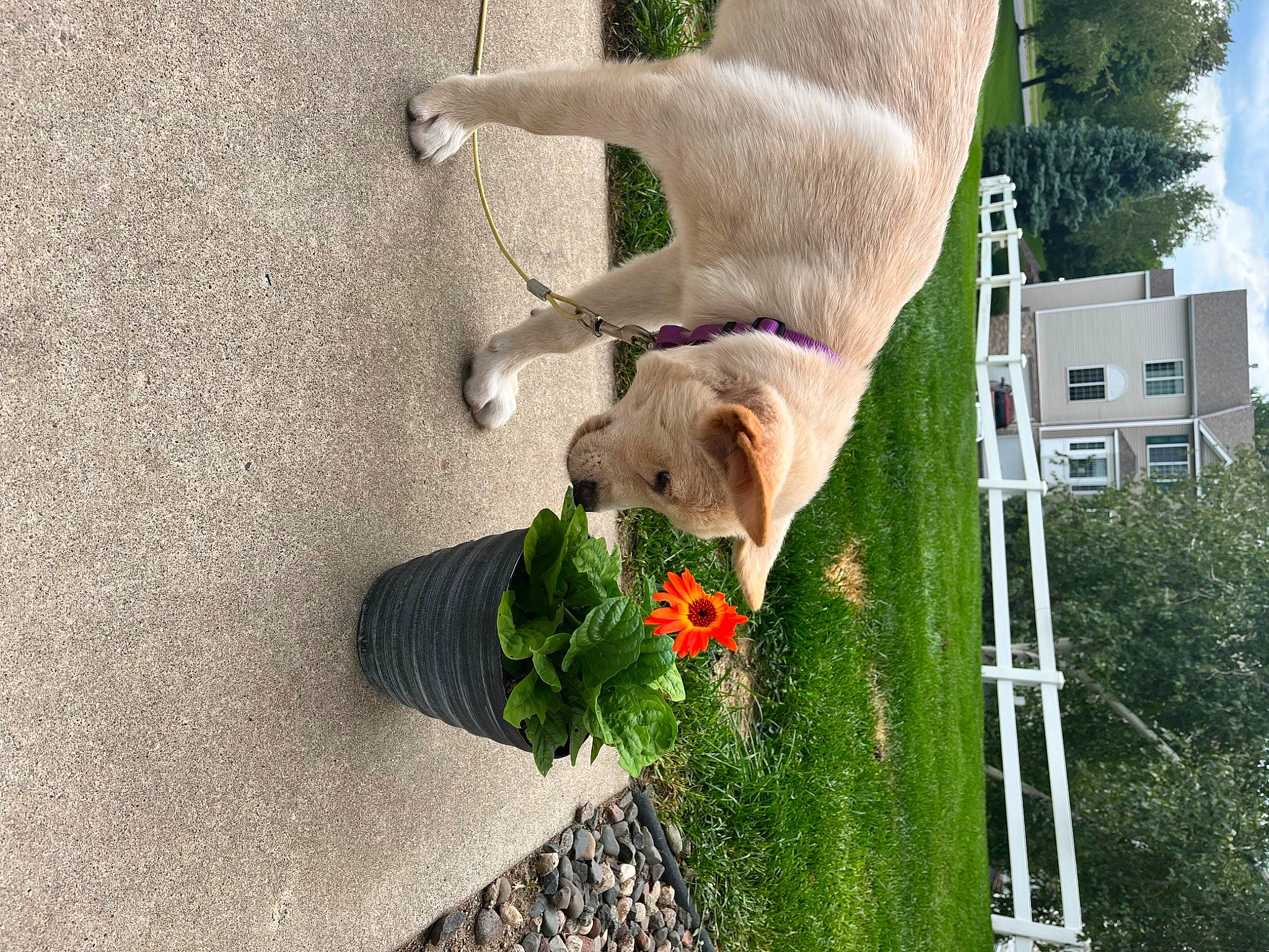 Howie joined the competition — help win amazing prizes! building, canidae, carnivore, cloud, collar, companion_dog, dog, dog_breed, fawn, felidae, flower, grass, house, plant, sky, small_to_medium_sized_cats, sporting_group, tail, tree, window