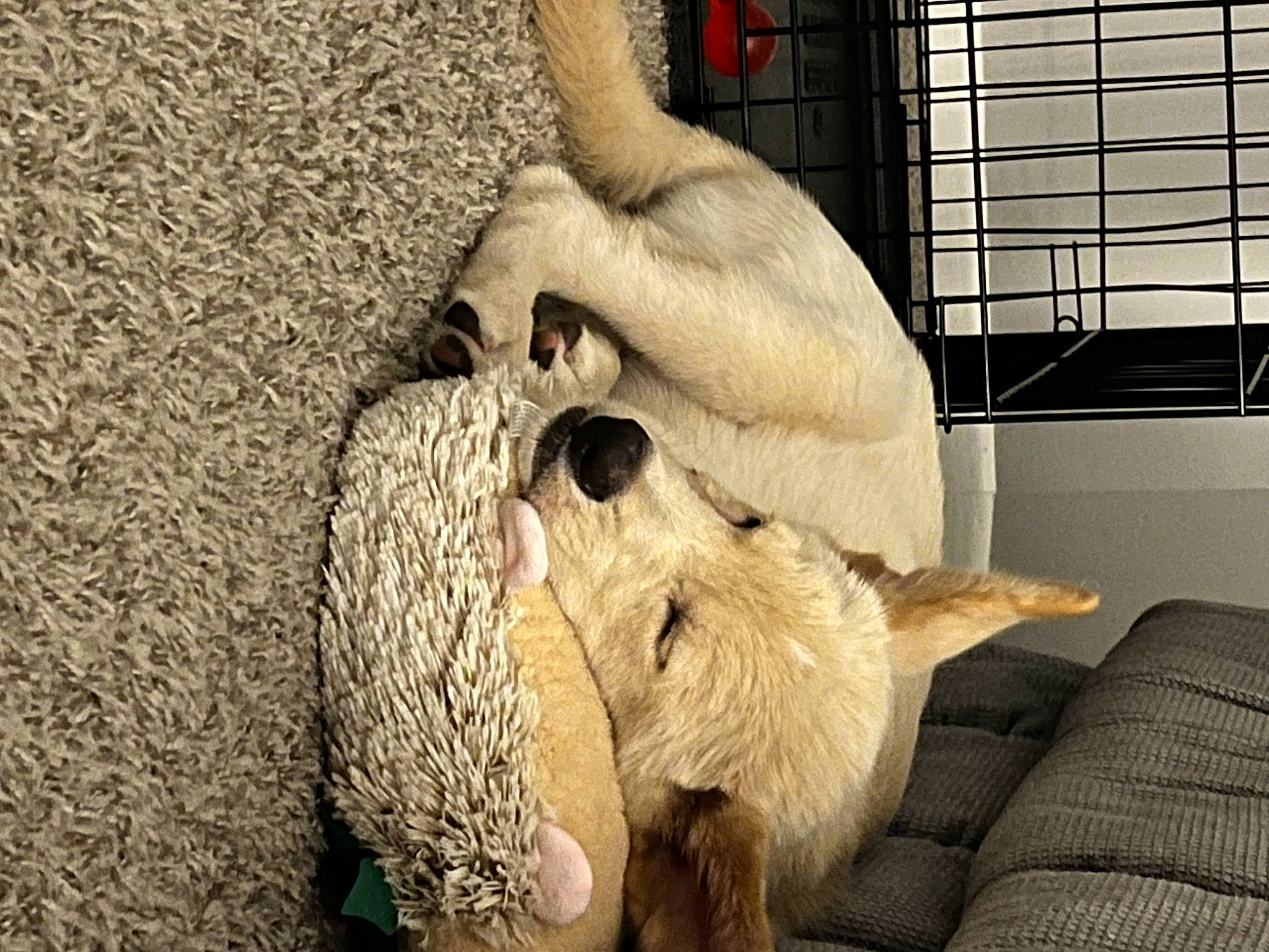 Howie joined the competition — help win amazing prizes! canidae, carnivore, claw, comfort, companion_dog, couch, dog_breed, fawn, felidae, fur, paw, pet_supply, snout, sporting_group, stuffed_toy, tail, terrestrial_animal, toy, whiskers, wildlife