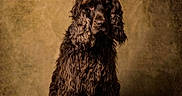 Dungo participe au concours pour gagner de l'argent avec cette photo : dog, long_hair, curly_fur, portrait, studio, brown, pet, canine, animal, sitting, fluffy, fur, looking_at_camera, indoor, closeup, expression, furry, background, solemn, adorable