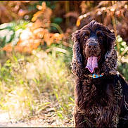 Dungo a rejoint le concours — aidez-le/la à gagner de superbes lots ! dog, animal, pet, outdoor, nature, grass, sunlight, autumn, tongue, collar, brown_fur, happy, portrait, canine, forest, field, summer, daylight, mammal, cute
