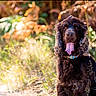 dog, animal, pet, outdoor, nature, grass, sunlight, autumn, tongue, collar, brown_fur, happy, portrait, canine, forest, field, summer, daylight, mammal, cute