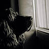dog, black_and_white, close_up, window, curly_fur, profile, pet, animal, portrait, indoor, soft_light, thoughtful, calm, looking_out, monochrome, side_view, furry, nostalgic, quiet, peaceful