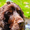 dog, brown_dog, wet_fur, curly_fur, close_up, outdoor, green_background, portrait, canine, animal, pet, nature, fur, snout, ears, eyes, muzzle, daylight, expression, waiting