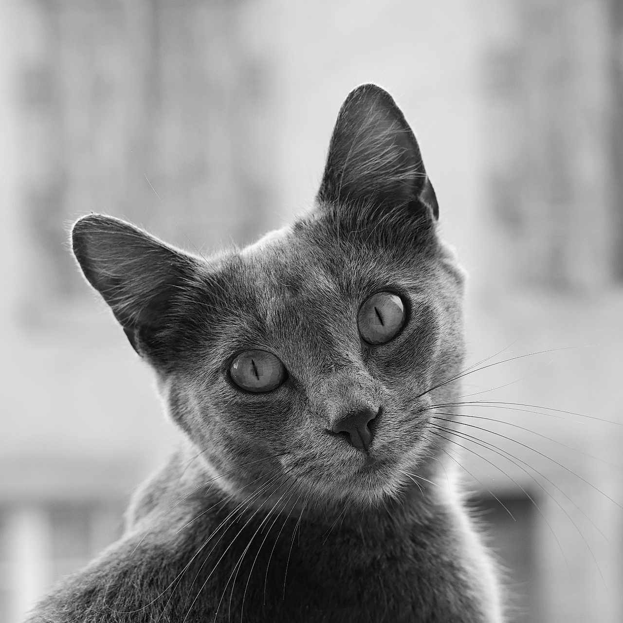 Nala