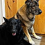 dog, german_shepherd, black_dog, pair_of_dogs, wood_paneling, indoor, flooring, paws, nose, tongue, sitting, lying_down, pet, companion, attentive, portrait, fur, muzzle, ears, wooden_wall