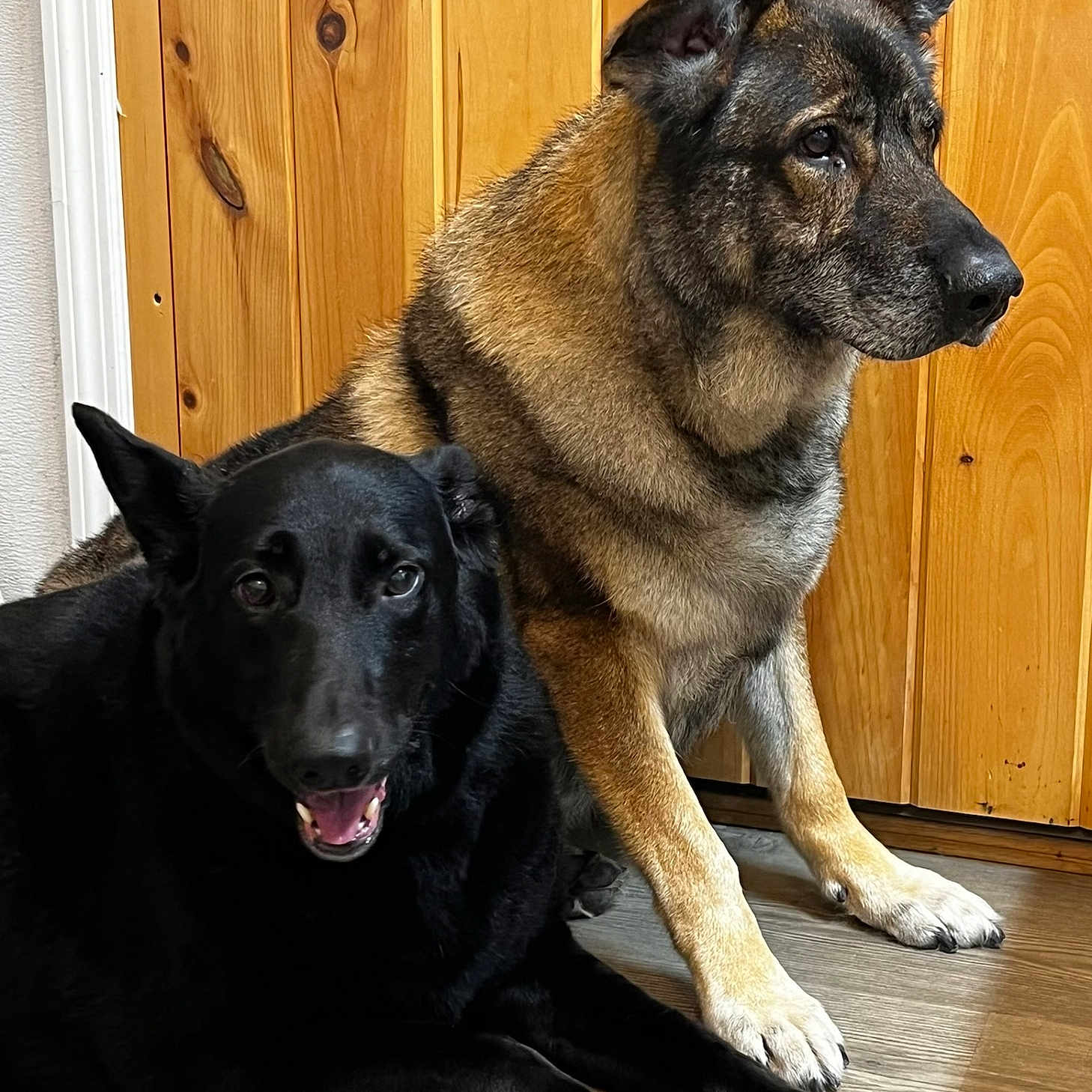 Sassy Rocky joined the competition — help win amazing prizes! attentive, black_dog, companion, dog, ears, flooring, fur, german_shepherd, indoor, lying_down, muzzle, nose, pair_of_dogs, paws, pet, portrait, sitting, tongue, wood_paneling, wooden_wall