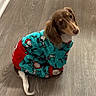 Sage joined the competition — help win amazing prizes! dog, puppy, sweater, clothing, indoor, wooden_floor, brown_dog, small_dog, cute, pet, animal, looking_up, flooring, wall, furniture, domestic, canine, snoppy_pattern, curious, seated
