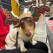 Sage is registered to the contest to win money with this photo: dog, reindeer_hat, costume, indoor, pet, small_dog, cute, holiday, festive, antlers, clothing, leash, person, lap, table, chair, warehouse, lights, decoration, blurred_background