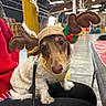 dog, reindeer_hat, costume, indoor, pet, small_dog, cute, holiday, festive, antlers, clothing, leash, person, lap, table, chair, warehouse, lights, decoration, blurred_background