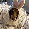 Sage joined the competition — help win amazing prizes! dog, costume, bunny_ears, white_fur, bed, blanket, floral_pattern, pet, indoor, cute, animal, portrait, soft_texture, warm, cozy, sitting, looking_up, ears, brown_eyes, fur