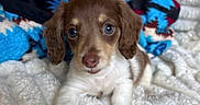 Sage is registered to the contest to win money with this photo: puppy, dog, brown, white, blanket, soft, cute, pet, animal, indoor, fur, ears, face, eyes, lying_down, cozy, colorful_blanket, small, young, adorable