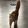 Tofu joined the competition — help win amazing prizes! cat, orange_tabby, walking, tail_up, wooden_floor, indoor, pet, animal, feline, blurred, background_object, weight_plate, confident, fur, whiskers, four_legs, domestic_cat, shadow, household, cute