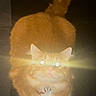 cat, orange_cat, pet, animal, fur, glowing_eyes, flash, night, indoor, cute, whiskers, tail, collar, pet_accessory, mammal, feline, alert, standing, close_up, portrait