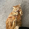 Tofu is registered to the contest to win money with this photo: animal, carpet, cat, claws, cute, engaged, feline, fluffy, happy, indoor, lying_down, mammal, orange_cat, paw, pet, pink_paw_pads, playing, relaxed, toy, whiskers