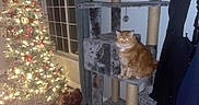 Tofu is registered to the contest to win money with this photo: cat, cat_tree, orange_cat, christmas_tree, holiday_lights, stocking, indoor, window, curtains, floor, wooden_floor, cozy, festive, decorations, ornaments, furniture, pet, glowing_eyes, night, home