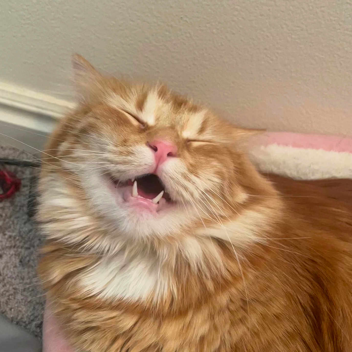 Tofu joined the competition — help win amazing prizes! cat, orange_tabby, fluffy, pet, indoor, feline, whiskers, pink_nose, mouth_open, teeth, sleepy, cute, close_up, animal, fur, domestic_cat, relaxed, expression, face, tongue