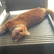 Tofu is registered to the contest to win money with this photo: animal, cat, chair, curious, cute, domestic_animal, ears, feline, fur, home, indoor, lounging, natural_light, orange_cat, pet, relaxed, tail, upside_down, whiskers, wooden_chair