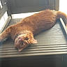 animal, cat, chair, curious, cute, domestic_animal, ears, feline, fur, home, indoor, lounging, natural_light, orange_cat, pet, relaxed, tail, upside_down, whiskers, wooden_chair