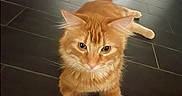 Tofu joined the competition — help win amazing prizes! animal, cat, curious, cute, domestic_animal, ears, feline, floor, fur, home, indoor, lying_down, mammal, orange_cat, paws, pet, relaxed, resting, tile_floor, whiskers