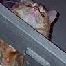 Tofu is registered to the contest to win money with this photo: animal, cat, close_up, curious, cute, domestic_animal, ears, face, feline, fur, ginger_cat, head, indoor, looking_up, mammal, pet, pink_nose, tabby, whiskers, wooden_surface
