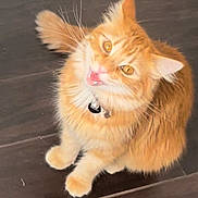 Tofu joined the competition — help win amazing prizes! cat, orange_cat, fluffy, pet, sitting, looking_up, amber_eyes, collar, indoor, tile_floor, fur, whiskers, cute, animal, domestic_cat, mammal, feline, alert, mouth_open, young_cat