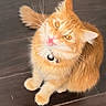 cat, orange_cat, fluffy, pet, sitting, looking_up, amber_eyes, collar, indoor, tile_floor, fur, whiskers, cute, animal, domestic_cat, mammal, feline, alert, mouth_open, young_cat