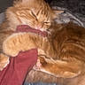 Tofu is registered to the contest to win money with this photo: cat, orange_cat, fluffy, pet, animal, fur, claw, sleepy, cozy, blanket, fabric, indoor, cute, paw, relaxed, whiskers, domestic_cat, resting, close_up, soft